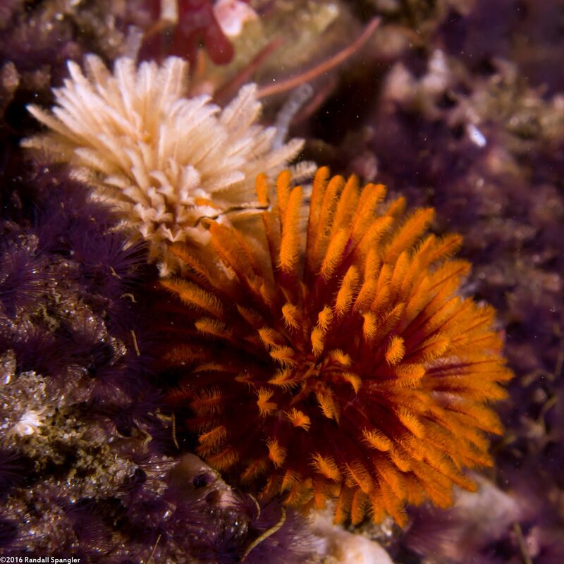 Eudistylia polymorpha (Feather Duster Worm)