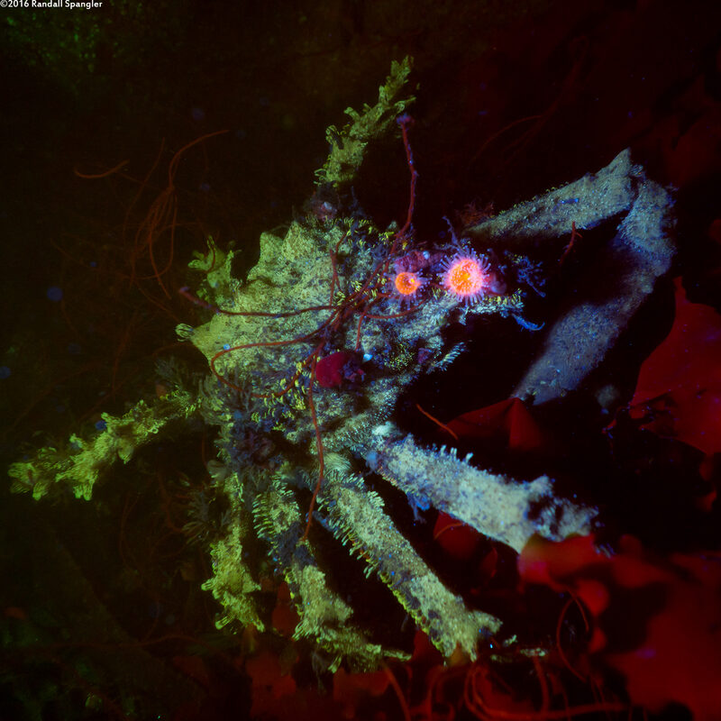 Loxorhynchus crispatus (Masking Crab)