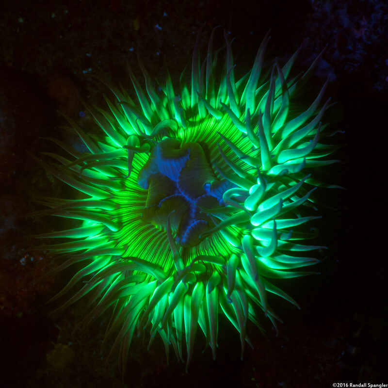 Anthopleura sola (Sunburst Anemone)