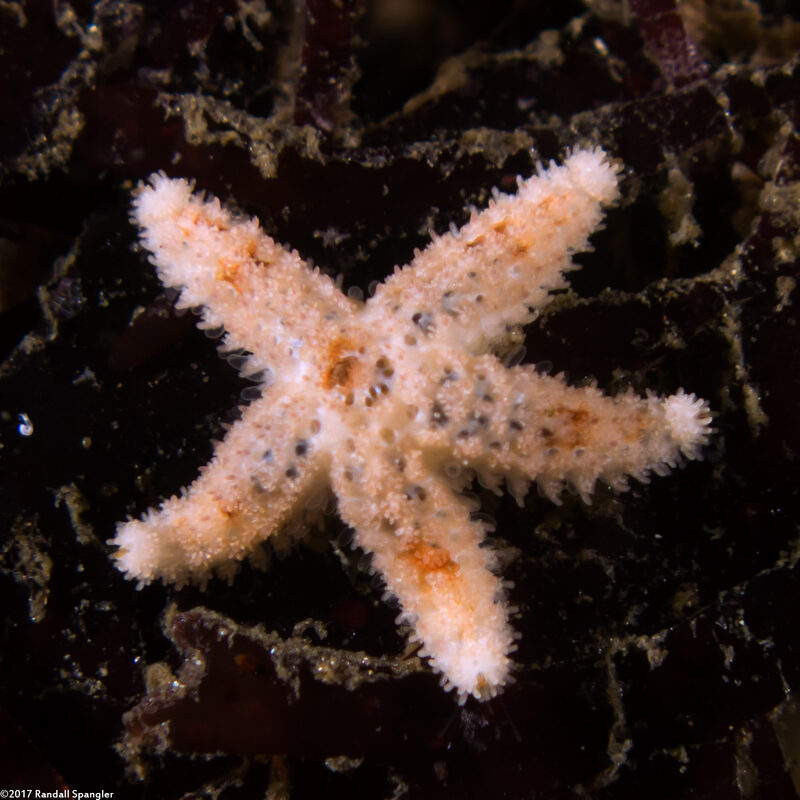 Pisaster ochraceus (Ochre Star)