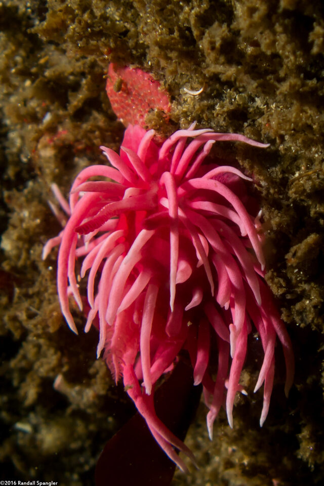 Integripelta bilabiata (Rosy Bryozoan); Hopkins' rose nudibranch eating bryozoan