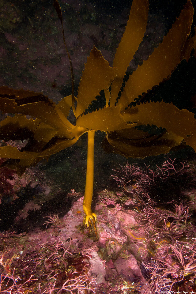 Eisenia arborea (Southern Sea Palm)