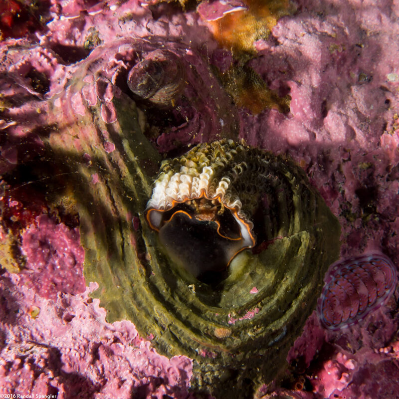 Thylacodes squamigerus (Scaled Wormsnail)