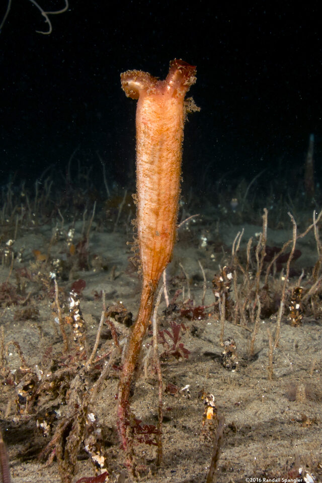 Styela montereyensis (Stalked Tunicate)