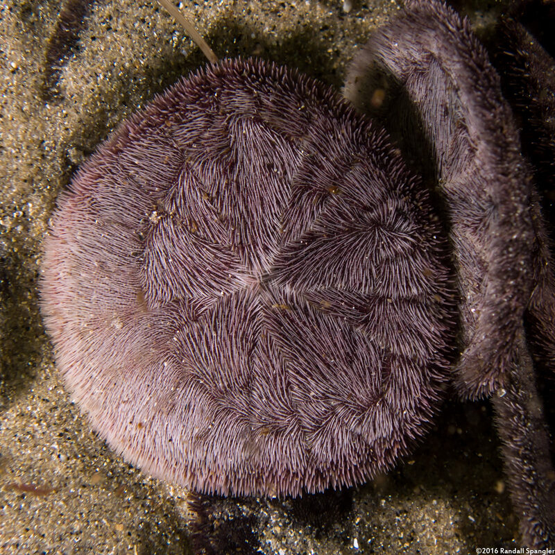 Dendraster excentricus (Sand Dollar)