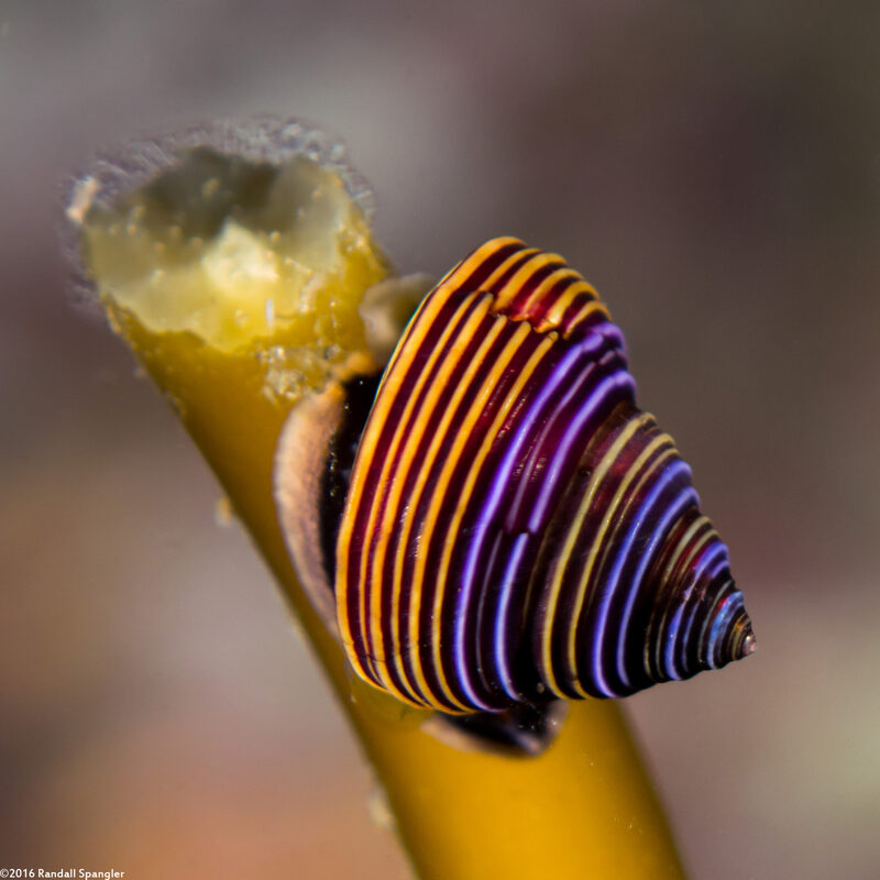 Calliostoma ligatum (Blue Top Snail)