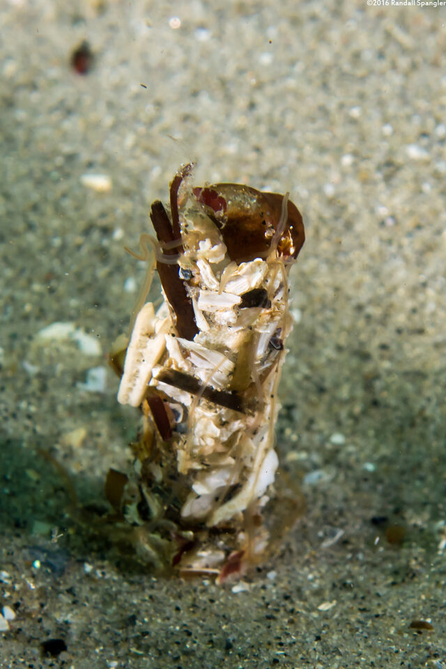 Thelepus crispus (Terebellid Worm)