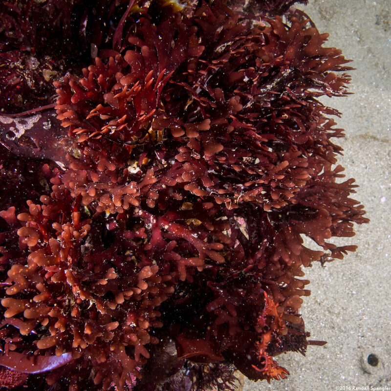 Rhodymenia pacifica (Pacific Rose Seaweed)