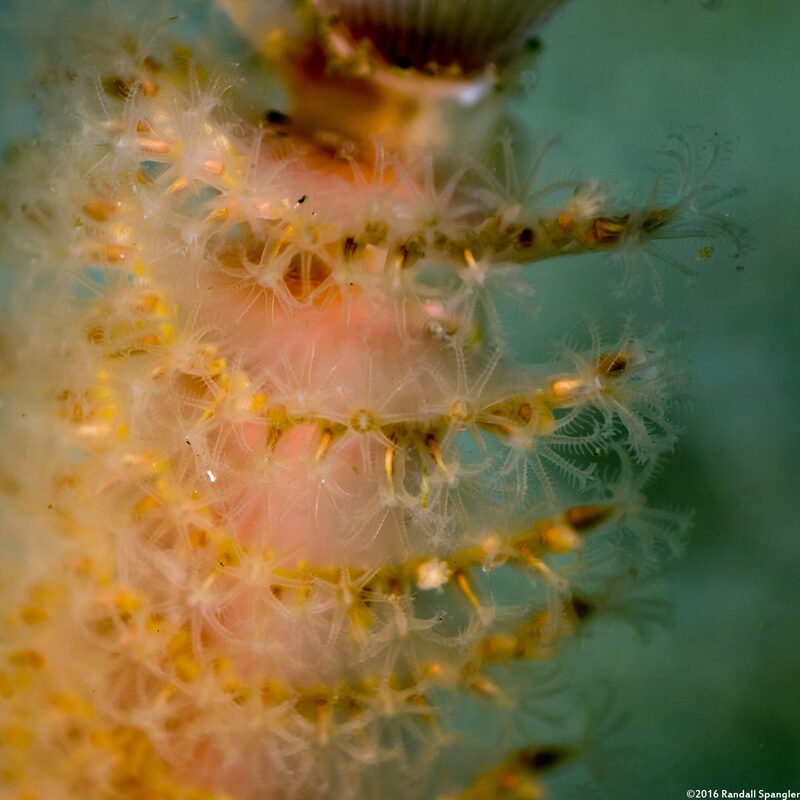 Stylatula elongata (White Sea Pen)