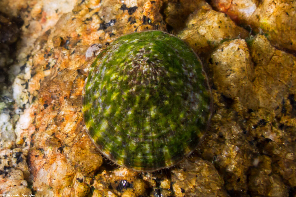 Lottia scutum (Pacific Plate Limpet)