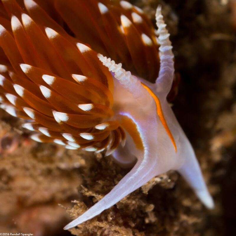 Hermissenda opalescens (Opalescent Nudibranch)