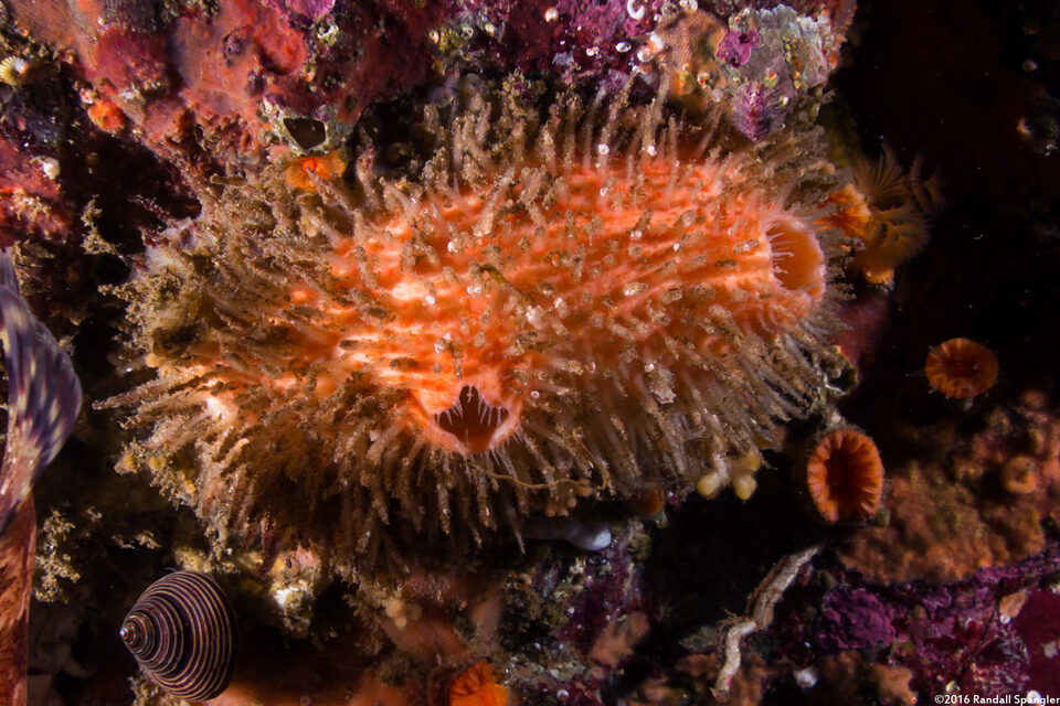 Halocynthia igaboja (Bristly Tunicate)