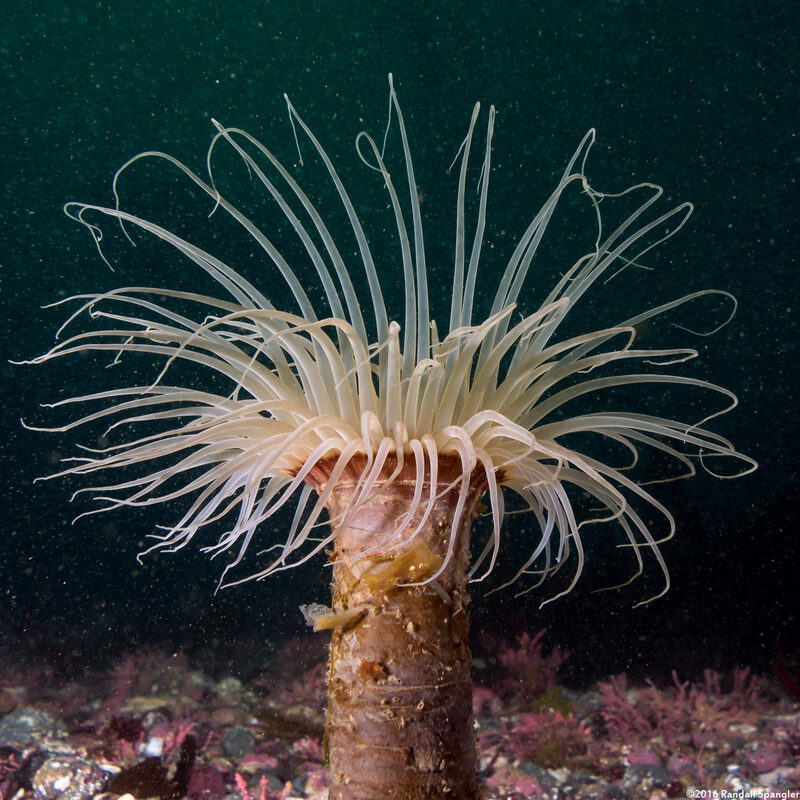 Pachycerianthus fimbriatus (Tube-Dwelling Anemone)