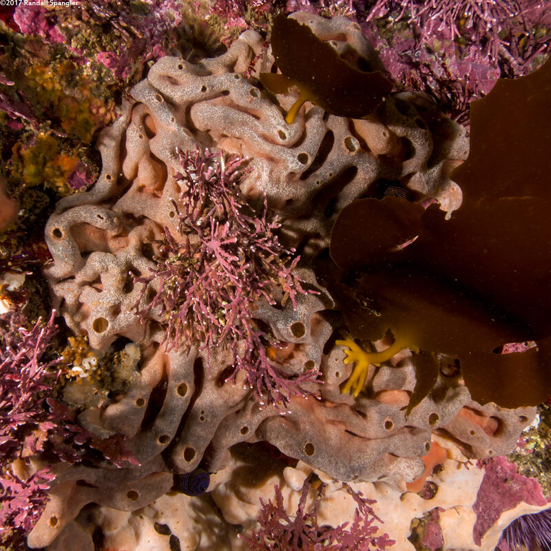 Trididemnum opacum (Trididemnum Opacum)