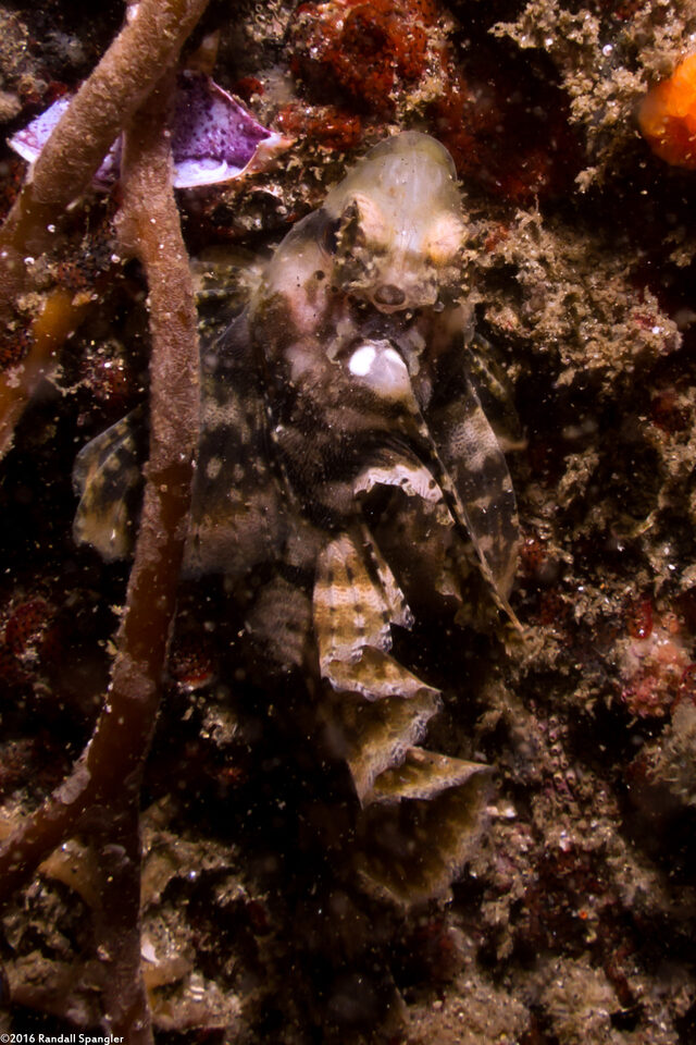 Nautichthys oculofasciatus (Sailfin Sculpin)