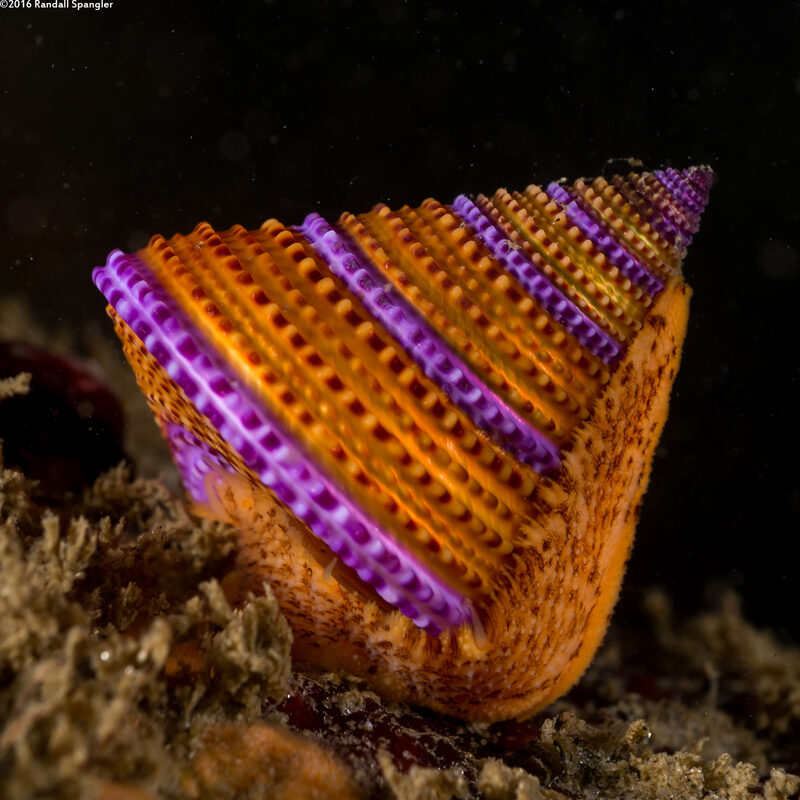 Calliostoma annulatum (Blue-Ring Top Snail)