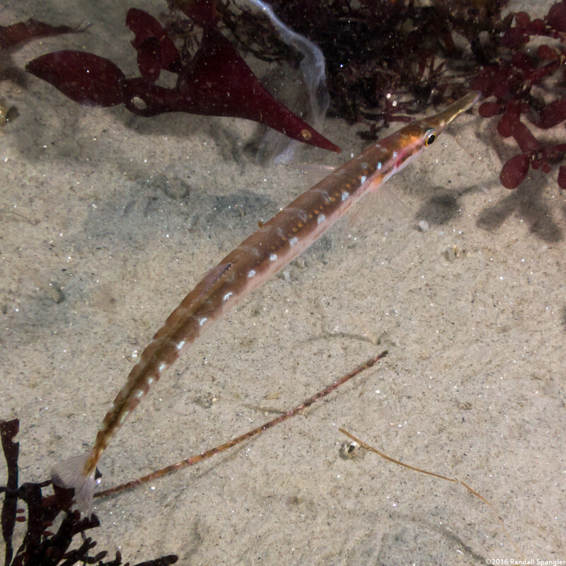 Aulorhynchus flavidus (Tubesnout)