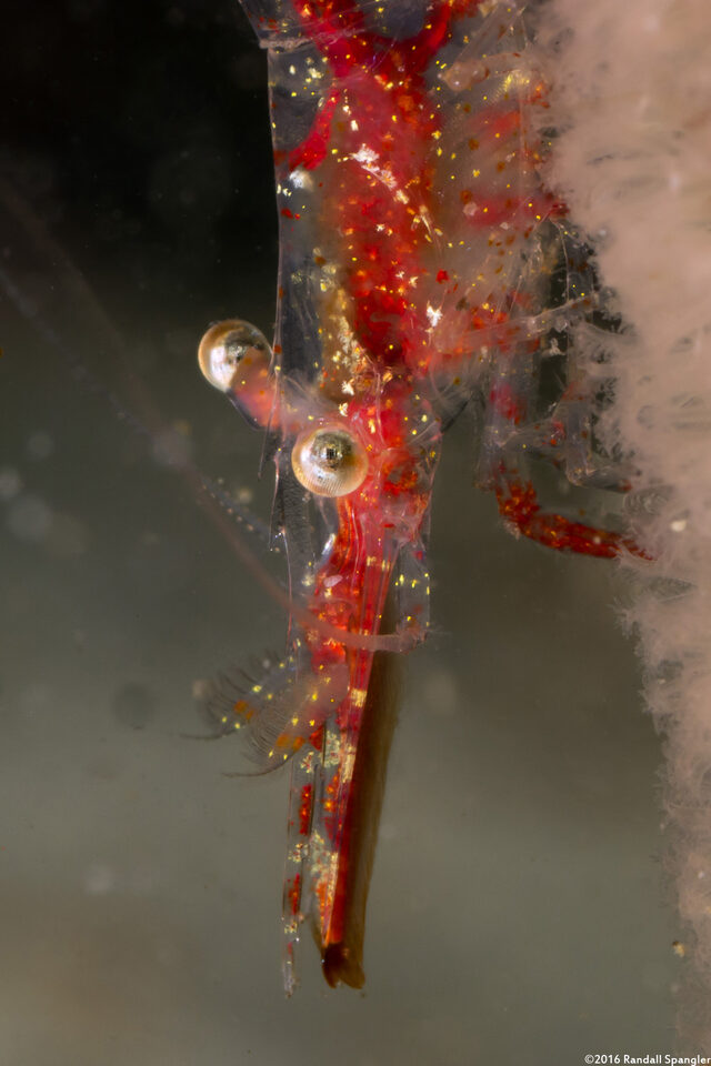 Heptacarpus tenuissimus (Slender Shrimp)