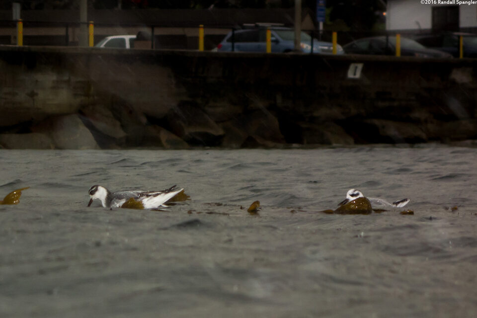 Charadrius semipalmatus (Semipalmated Plover)