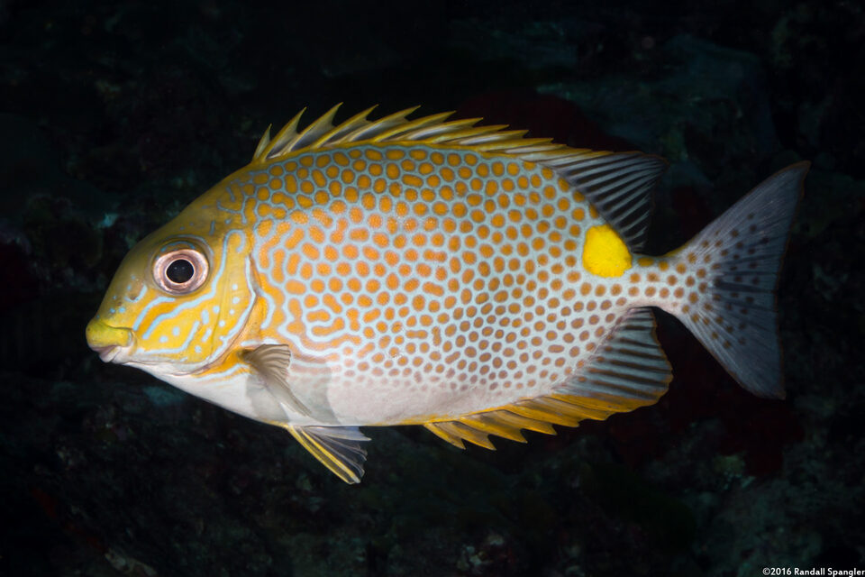 Siganus guttatus (Golden Rabbitfish)