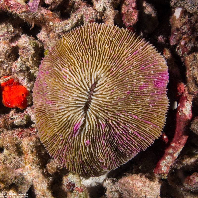 Fungia fungites (Common Mushroom Coral)