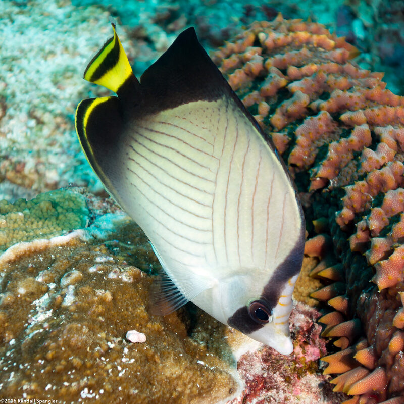Chaetodon decussatus (Indian Vagabond Butterflyfish)