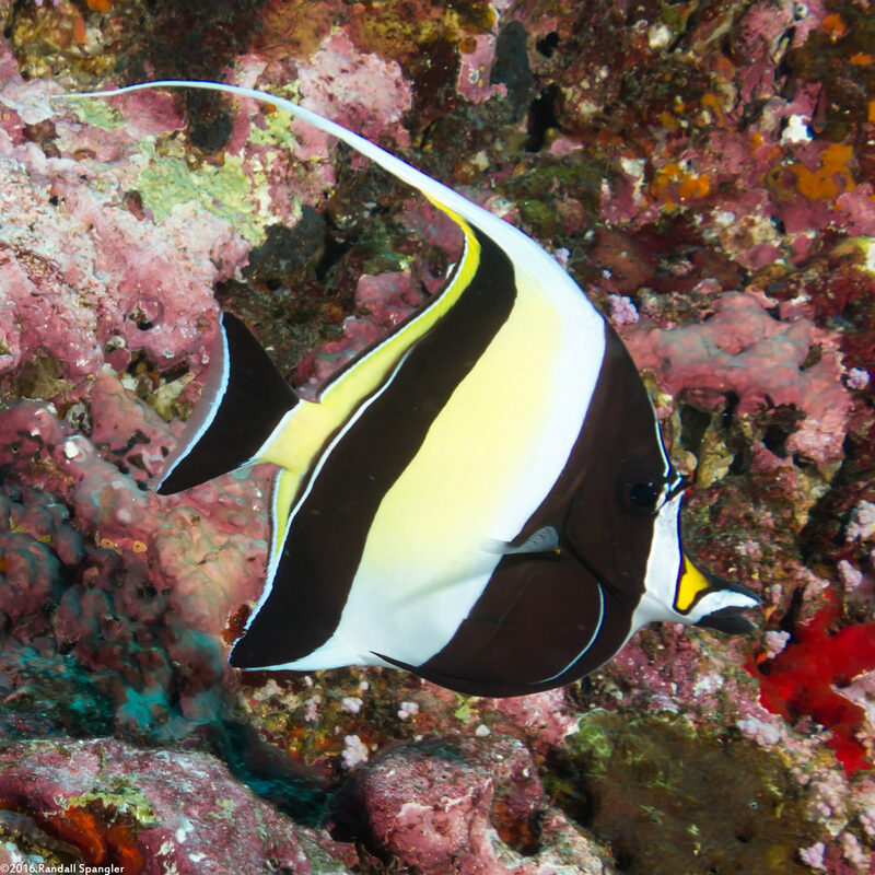 Zanclus cornutus (Moorish Idol)