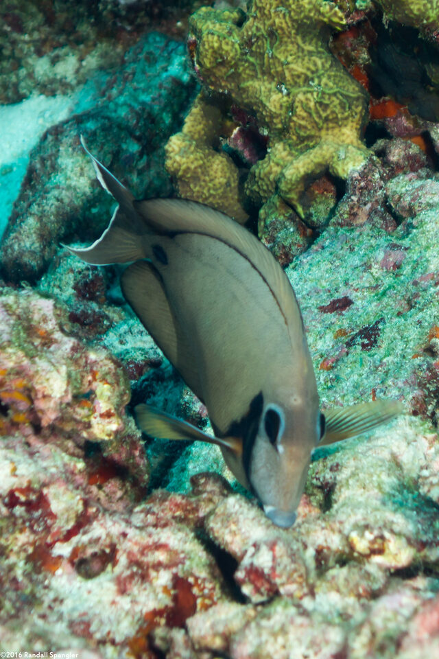 Acanthurus tristis (Indian Mimic Surgeonfish)