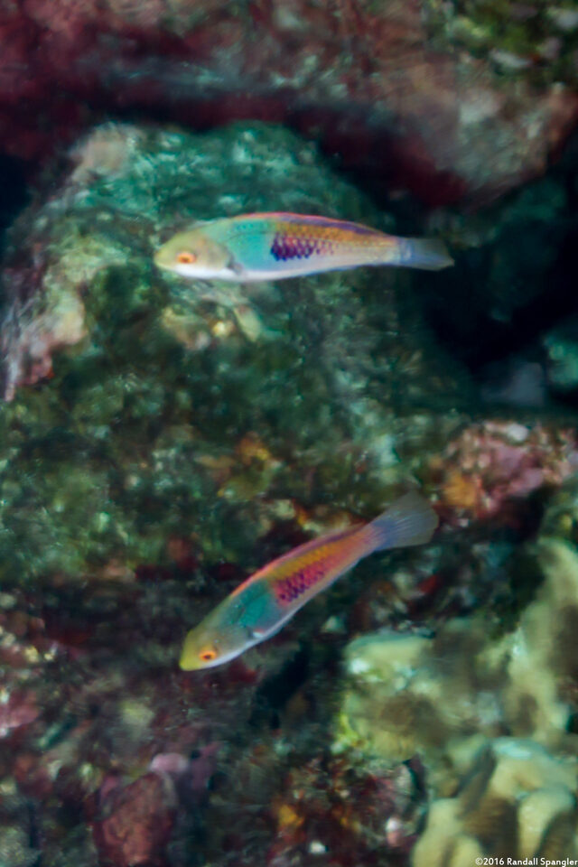 Cirrhilabrus cyanopleura (Bluesided Fairy Wrasse)