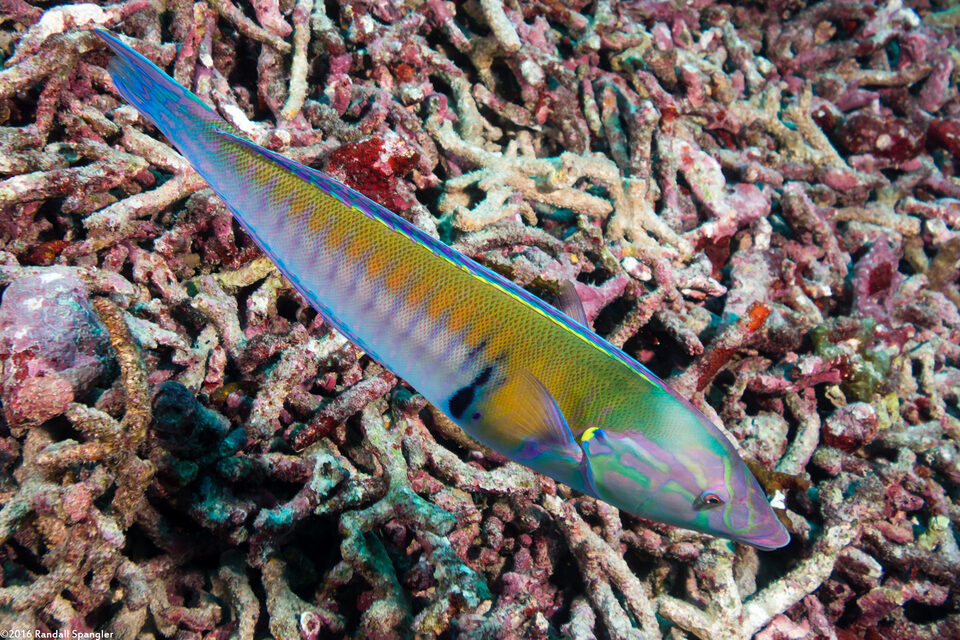 Hologymnosus annulatus (Ring Wrasse)