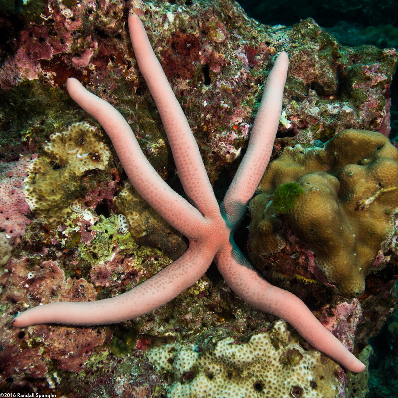 Linckia laevigata (Blue Sea Star)
