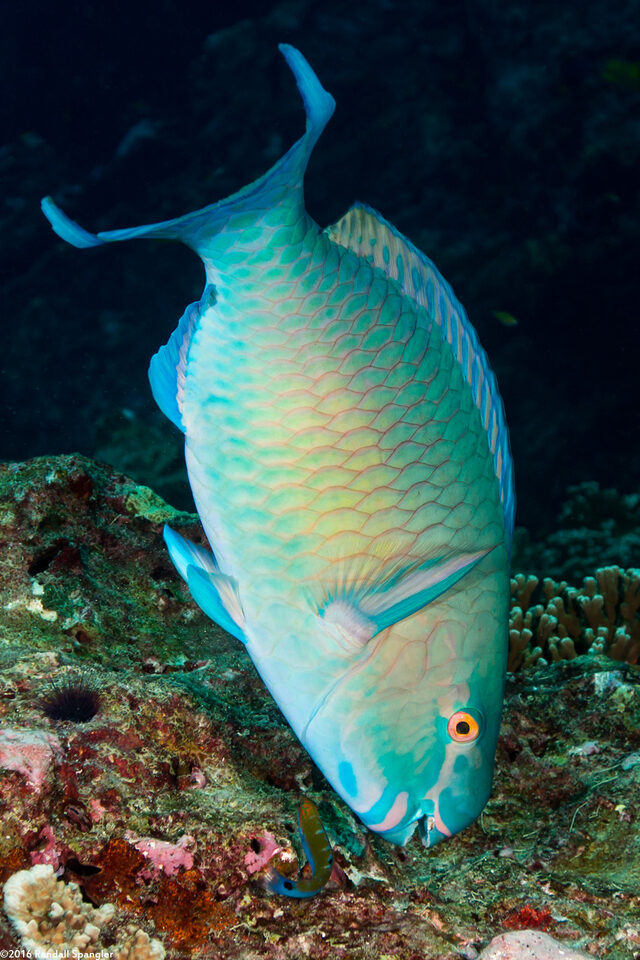 Scarus ghobban (Bluebarred Parrotfish)