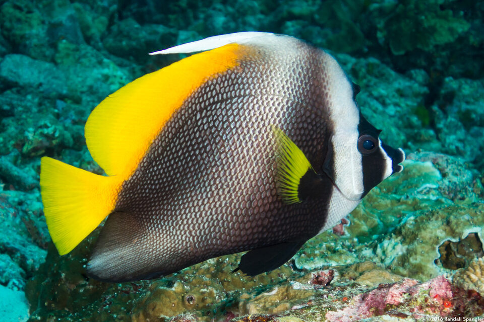 Heniochus singularius (Singular Bannerfish)