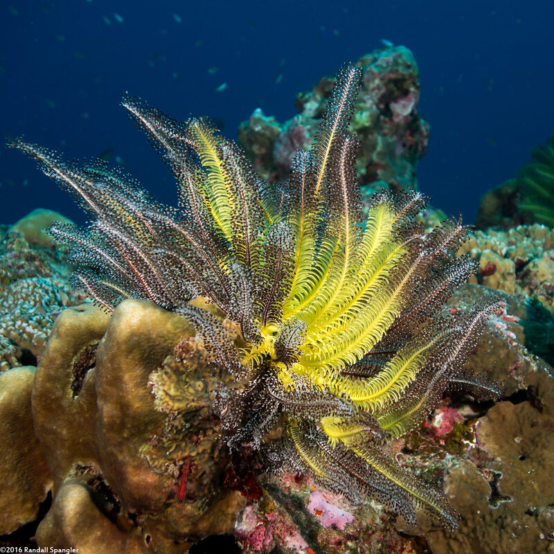 Anneissia bennetti (Bennett's Feather Star)