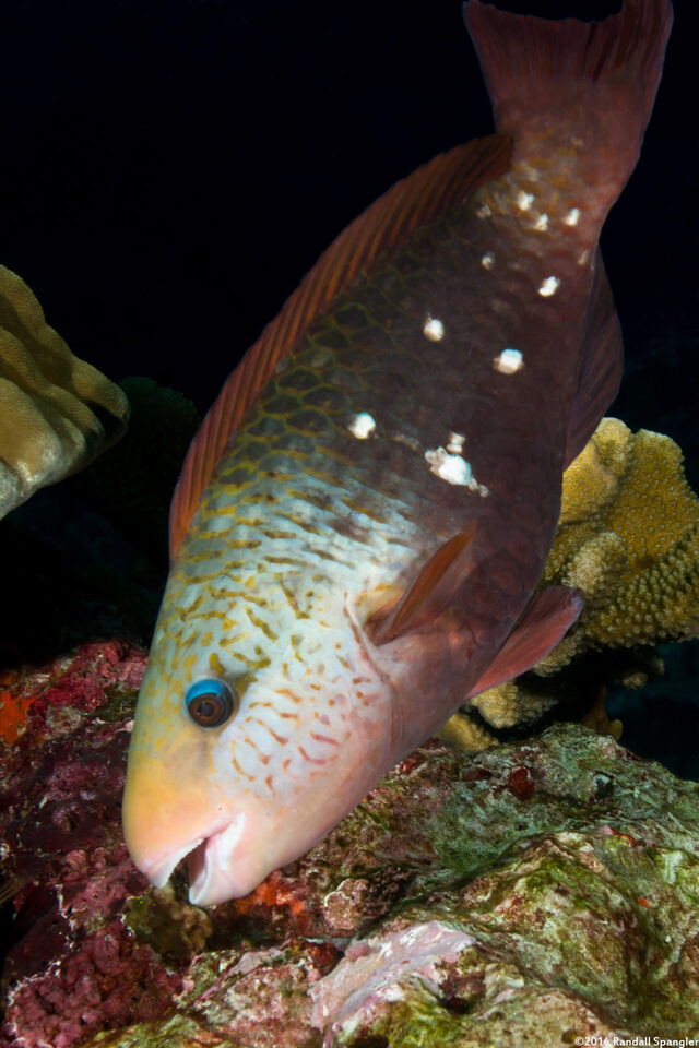 Chlorurus sordidus (Daisy Parrotfish)