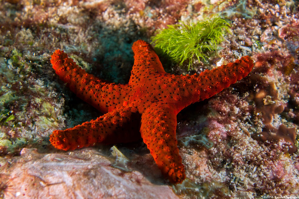 Fromia milleporella (Thousand-Pores Sea Star)