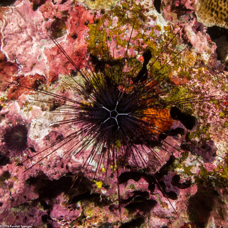Diadema setosum (Black Longspine Sea Urchin)
