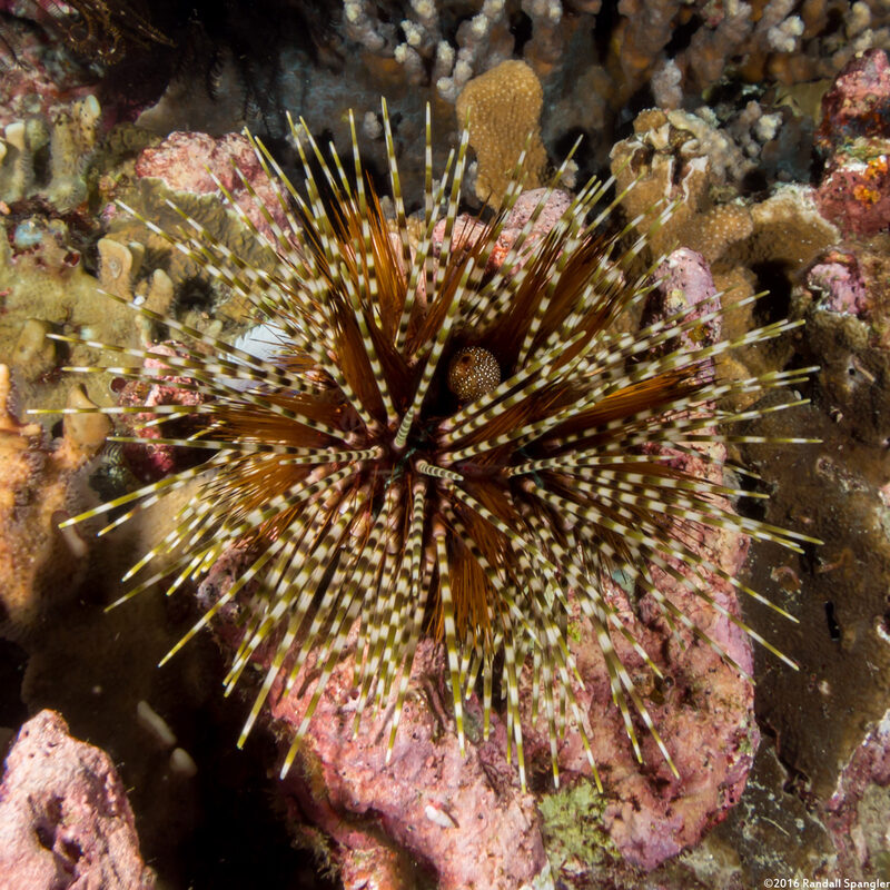 Echinothrix calamaris (Double-Spined Urchin)