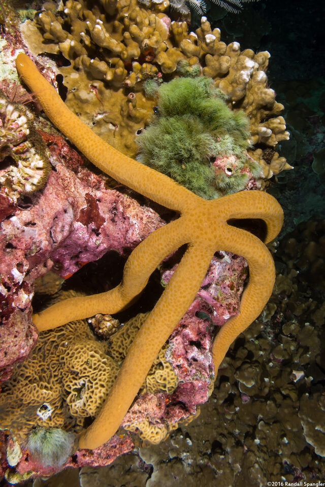 Linckia guildingi (Green Linckia)