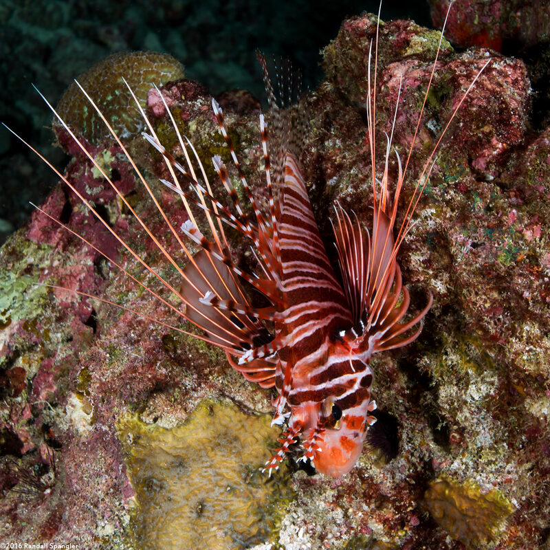 Pterois antennata (Spotfin Lionfish)