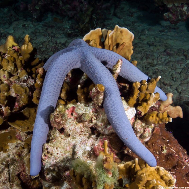 Linckia laevigata (Blue Sea Star)