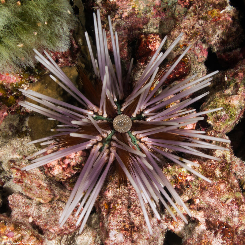 Echinothrix calamaris (Double-Spined Urchin)
