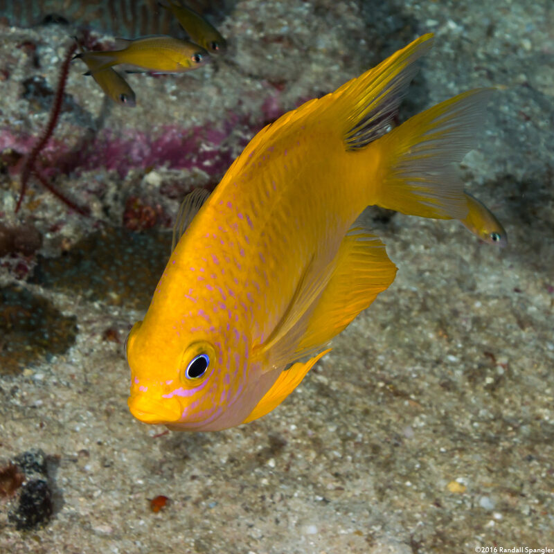Amblyglyphidodon aureus (Golden Damsel)