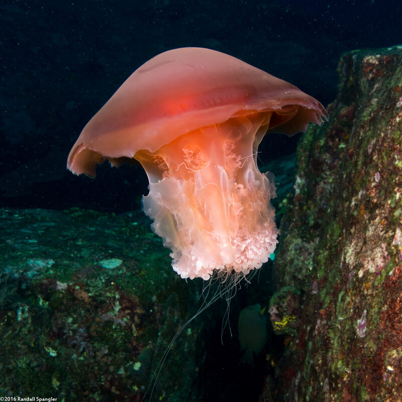 Crambione mastigophora (Rhizostome Jellyfish)