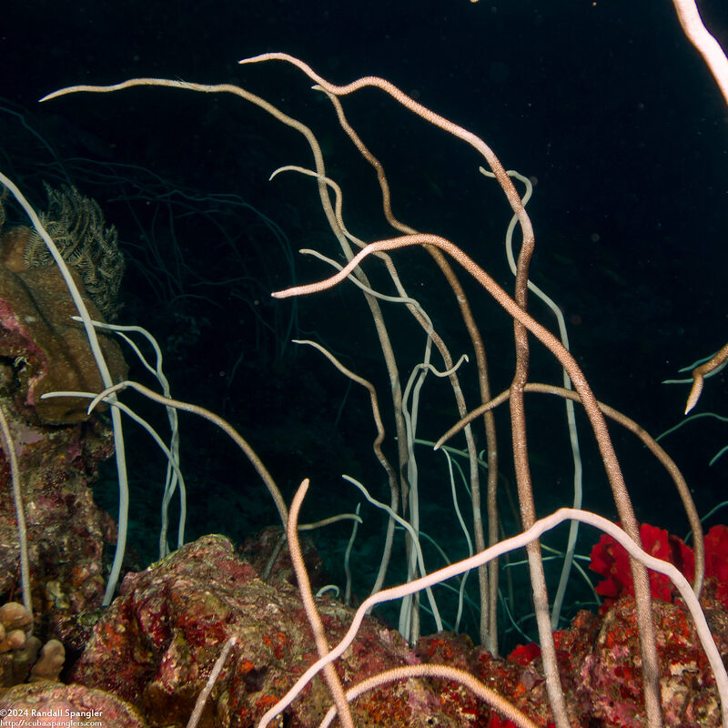 Junceella fragilis (Whip Coral)