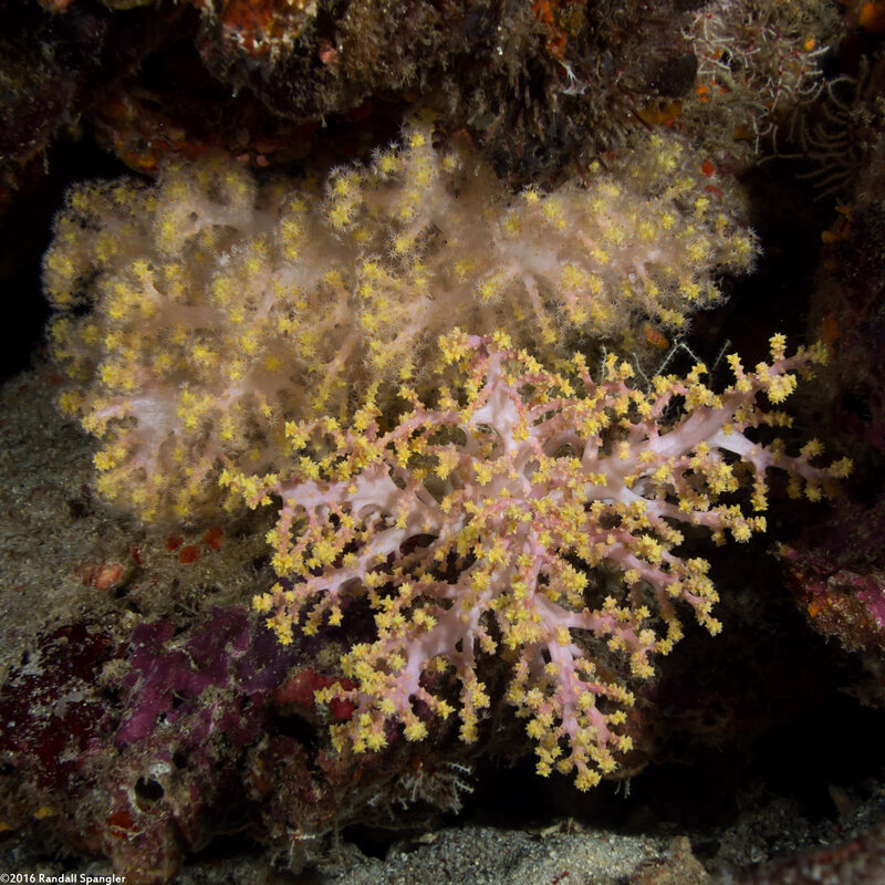 Dendronephthya sp.1 (Dendronephthya)