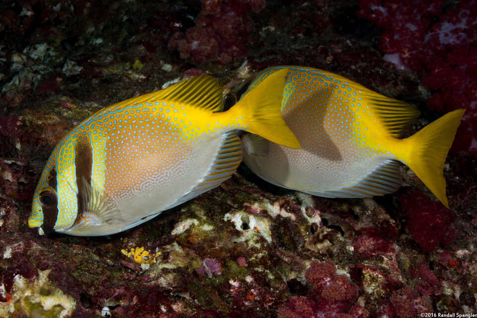 Siganus virgatus (Virgate Rabbitfish)