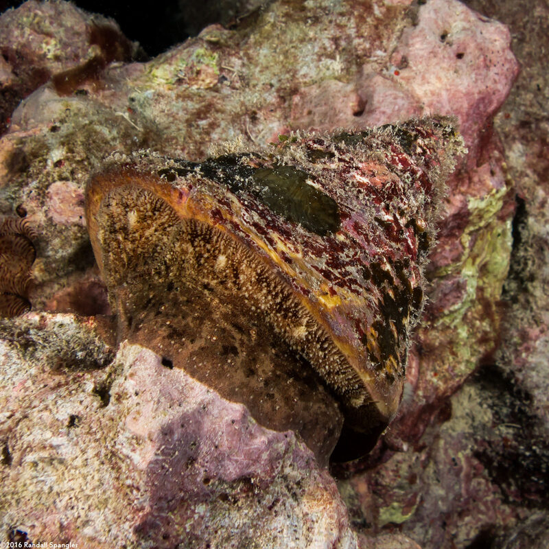 Rochia nilotica (Commercial Top Snail)