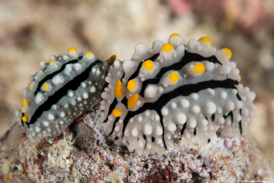 Phyllidia alyta (Phyllidia Alyta)
