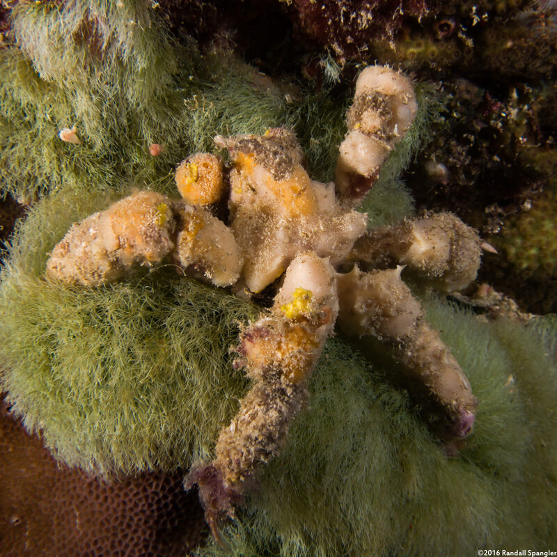 Camposcia retusa (Blunt Decorator Crab)